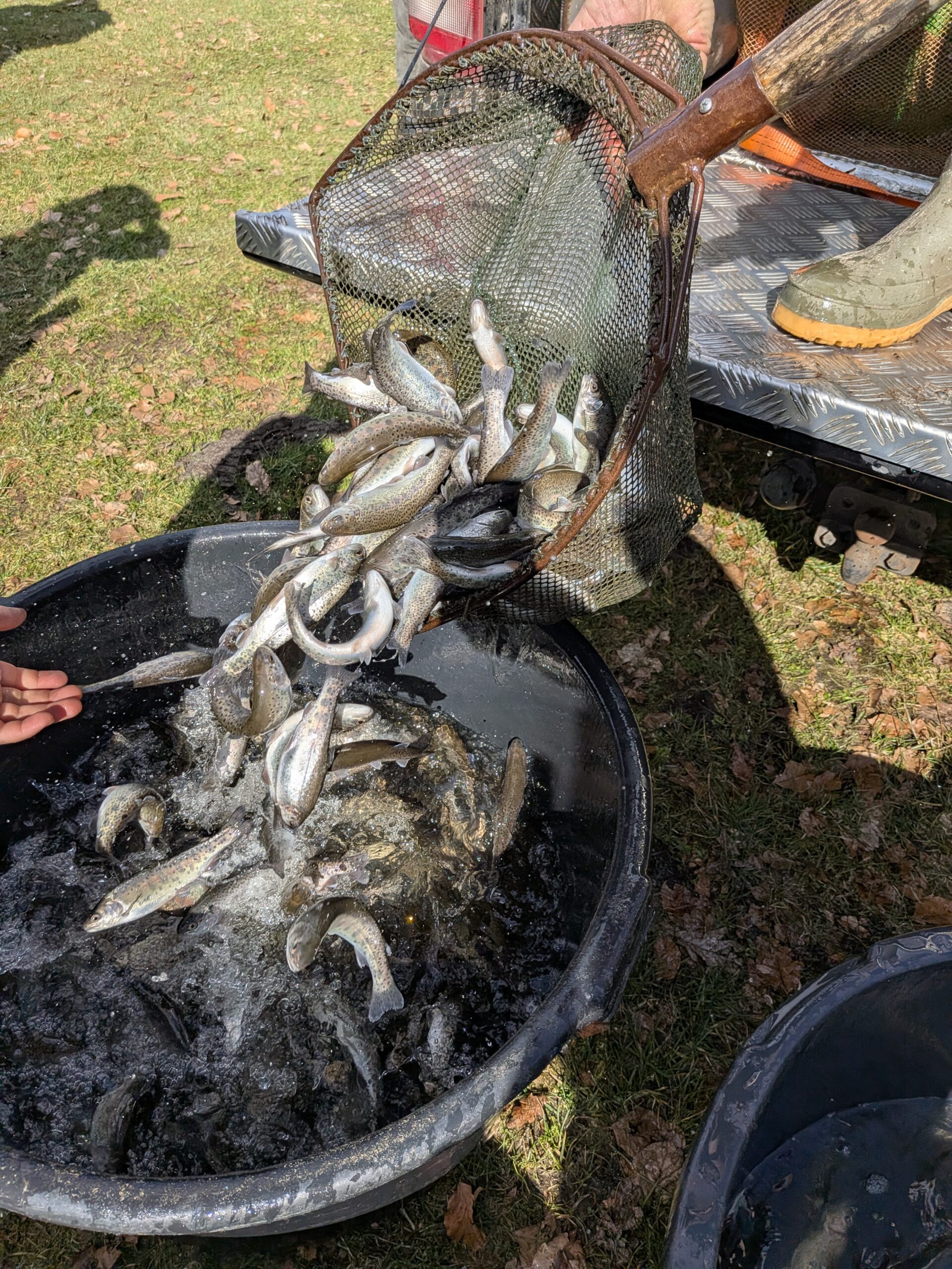 Frischer Forellenbesatz